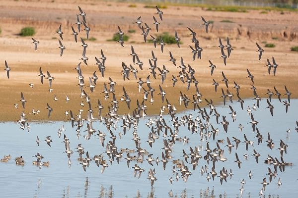Arizona-Glendale Flock of least sandpipers flying over pond